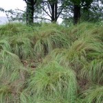 eragrostis-curvula-1