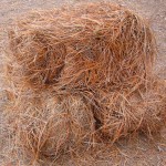 long_needle_pinestraw long_needle_pinestraw