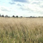 weeping-lovegrass weeping-lovegrass