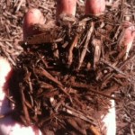 dark-brown-mulchwalnut dark-brown-mulchwalnut