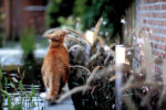 cat brushing against a flower